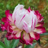 125661 — копия